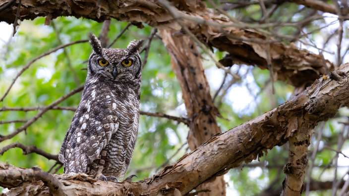 Spotted Eagle-Owl im Woodall Country House & Spa