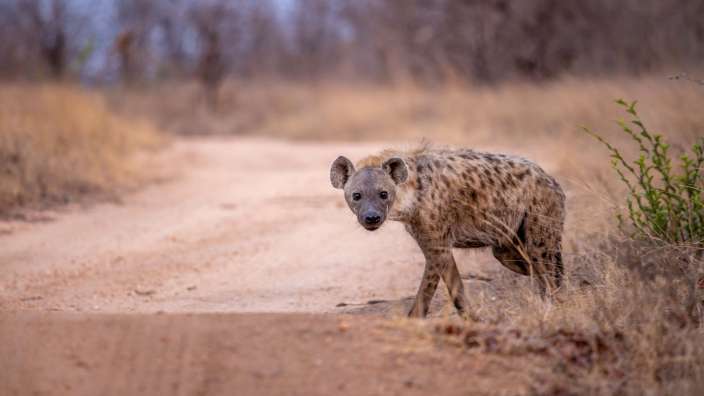 Spotted Hyaena im Timbavati Game Reserve