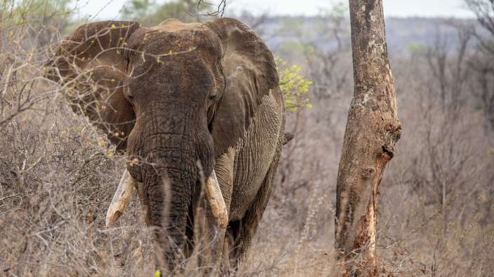 Elefant im Timbavati Game Reserve