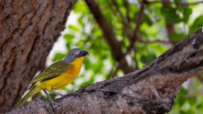 Grey-headed Bushshrike im Timbavati Game Reserve