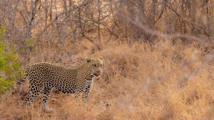 Leopard in Timbavati Game Reserve