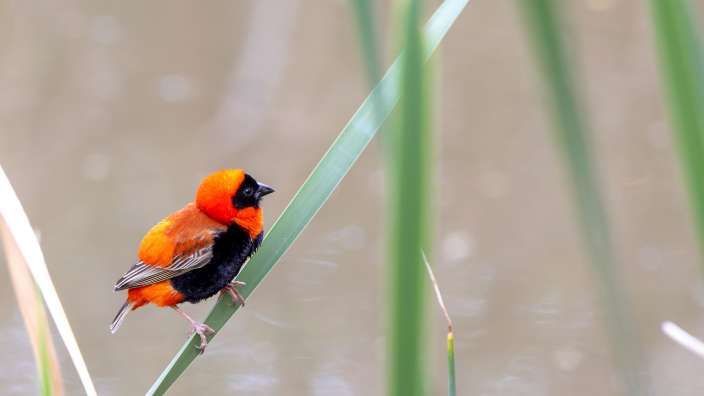 Southern Red Bishop Woodall Country House & Spa