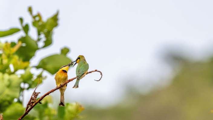 Little Bee-eater im Welgevonden Game Reserve
