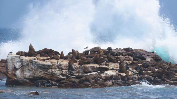 am Kap der guten Hoffnung