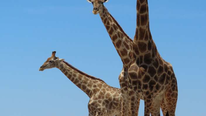vom Ongolo Hide im Onguma-Reserve fotografiert