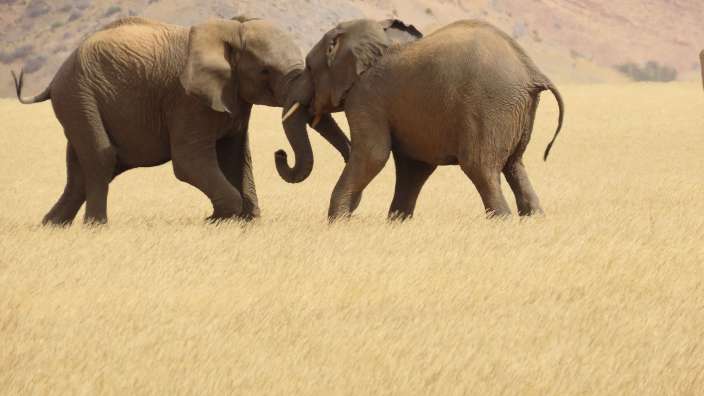 Wüstenelefanten in Twyfelfontein