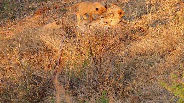Löwenmutter mit ihrem Nachwuchs