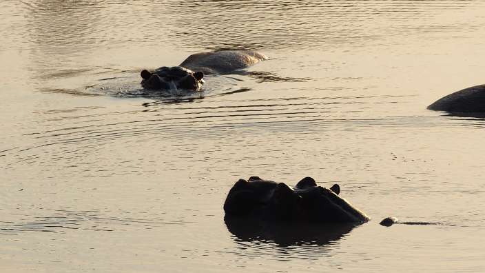 badende Nilpferde im Sonnenuntergang