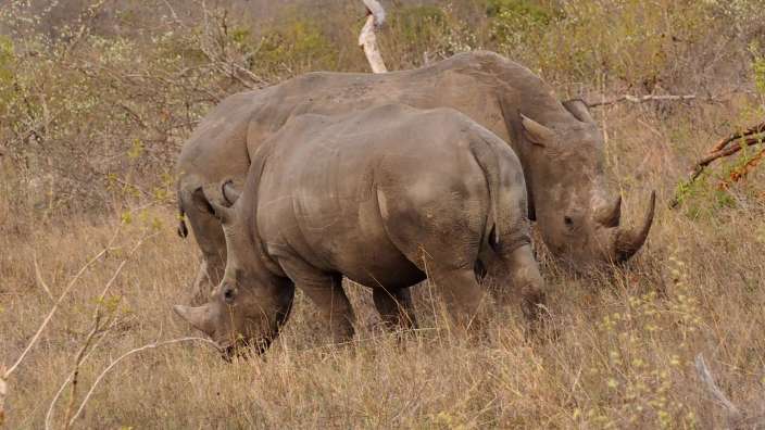 Timbavati - Nashornmutter mit ihrem Kind