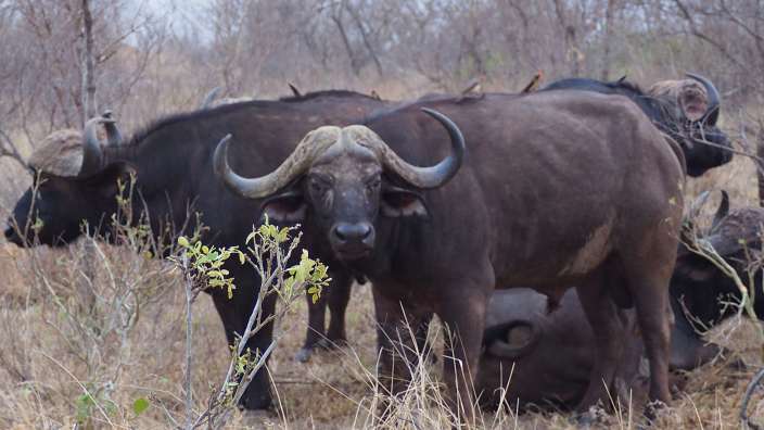 Timbavati - Wasserbüffel