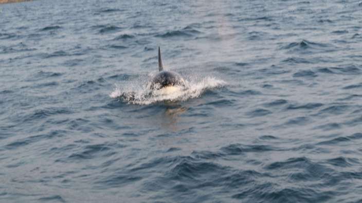 Whale watching tour Victoria 