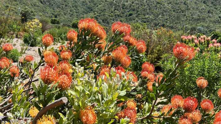 Kirstenbosch