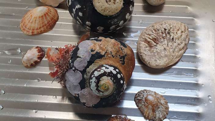 Muscheln aus dem indischen Ozean