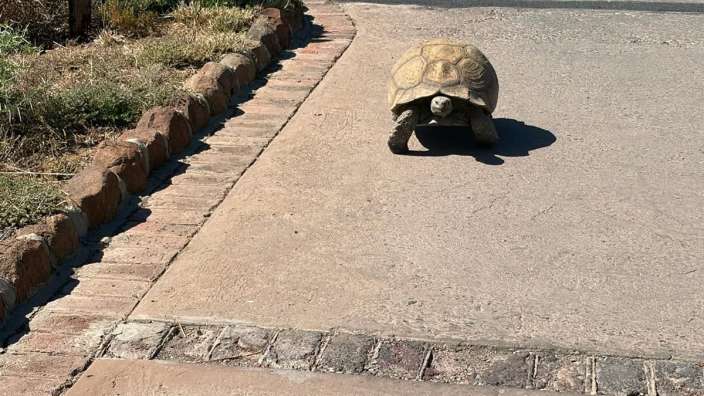 Schildkröte im Karoo National Park 