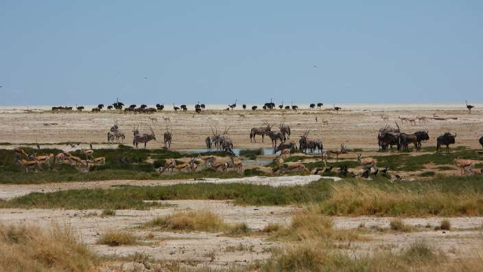 Etosha