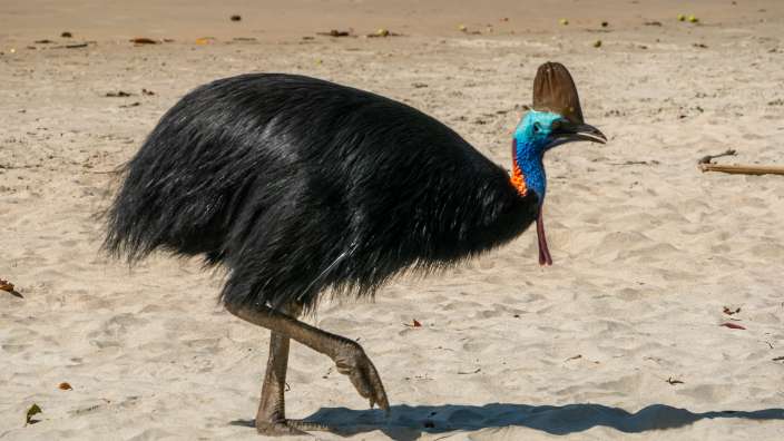 der "diensthabende" Cassowary am Etty Bay Beach