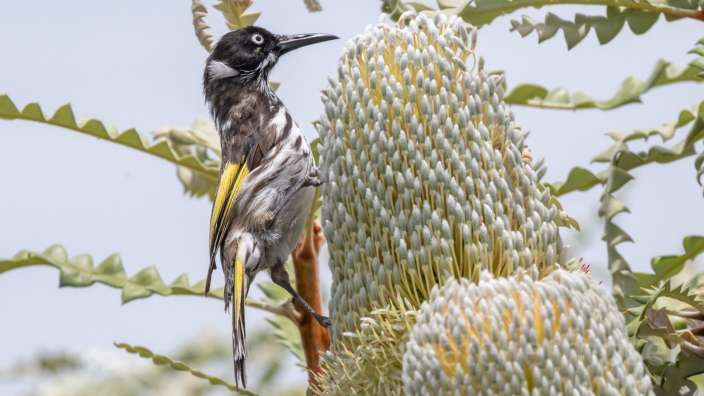 New Holland Honeyeater auf Banksiablüte