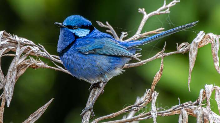 Blue Wren bei Pemberton