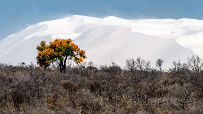Christmas Tree vor Sanddüne bei Lancelin