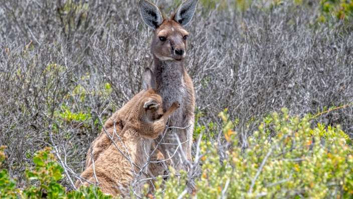 Känguruhs im Fitzgerald River National Park