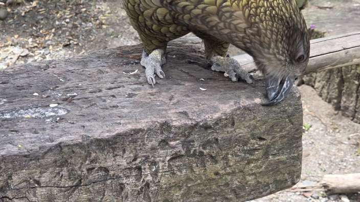 Kea in Nelson
