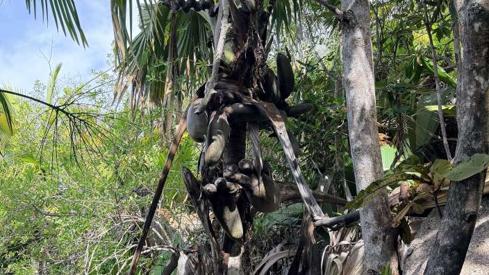 Coco de Mer auf Praslin