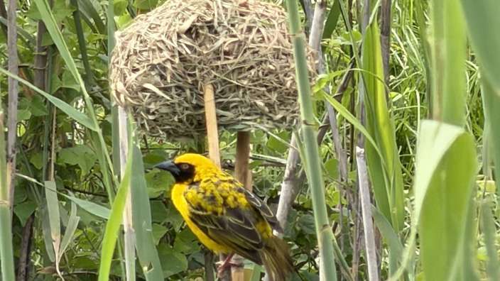 Village Weaver nest building