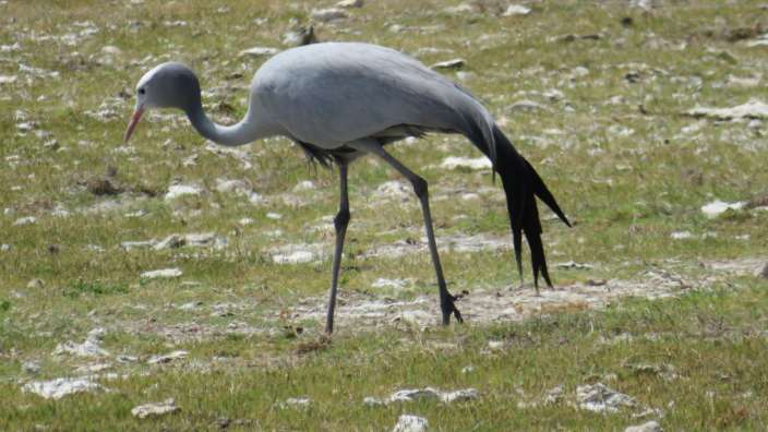 Blue Crane, De Hoop Reserve