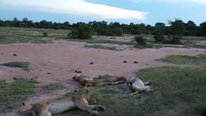 Löwinnen im Timbavati