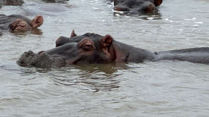 Hippos in St. Lucia