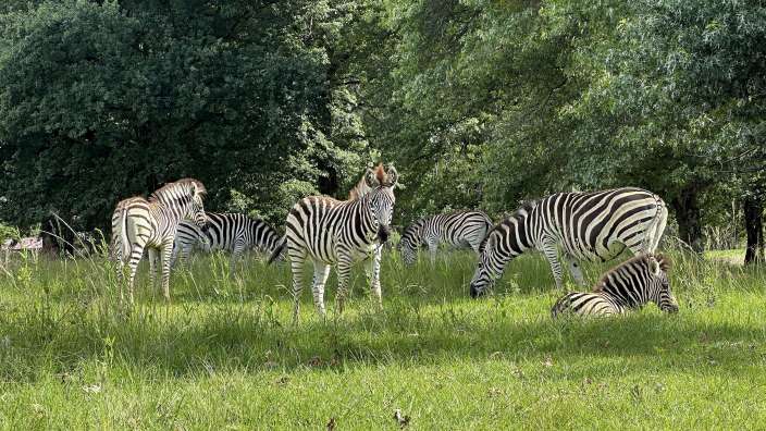Tierwelt an der Sani Valley lodge