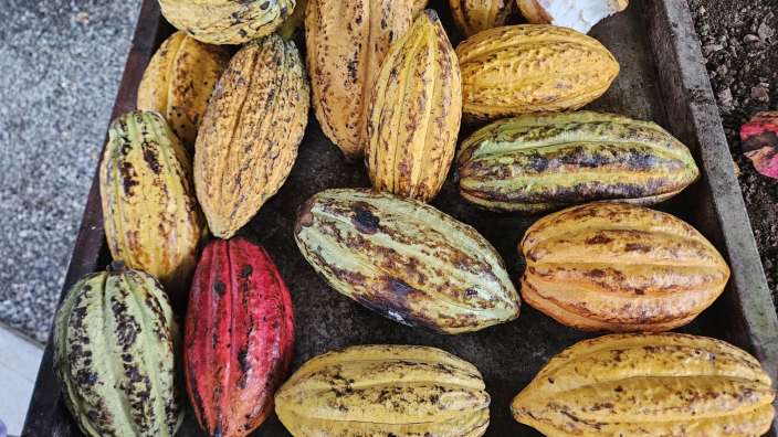 Kakaofrüchte bei der Kaffee und Kakaotour