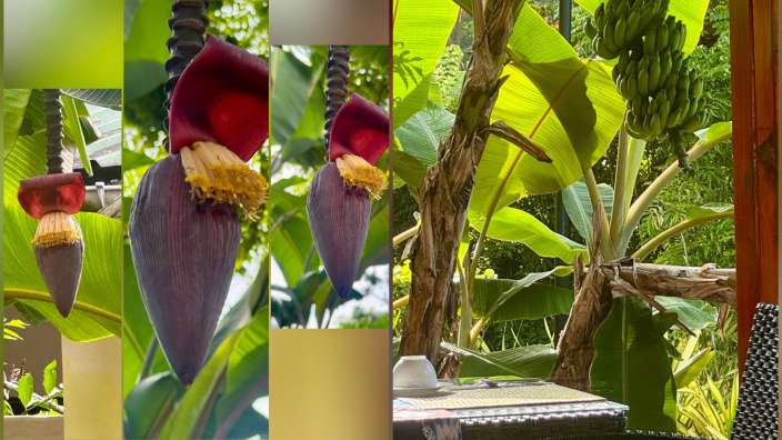 Frühstück in der Casa Leela