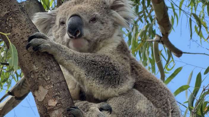 Süßer Koala