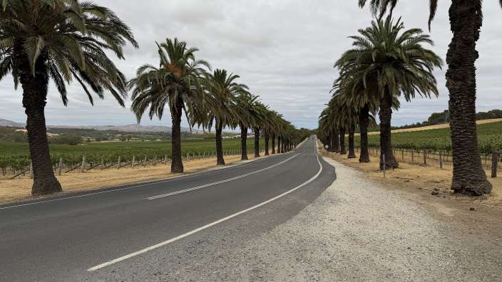 Barossa Valley - Palmen und Wein