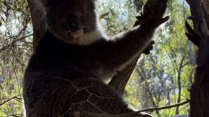 Kangaroo Island