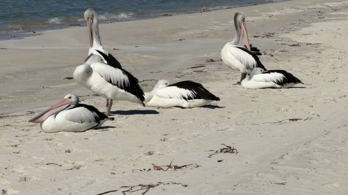 Kangaroo Island