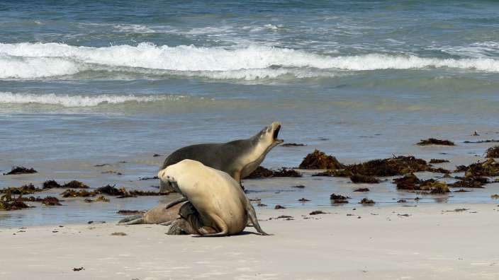 Kangaroo Island