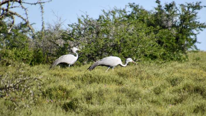 Blue Crane 