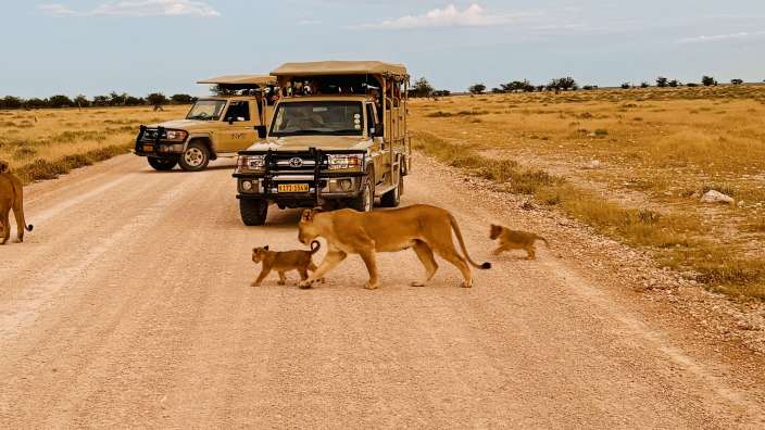 Tiersichtunngen im Etosha Park