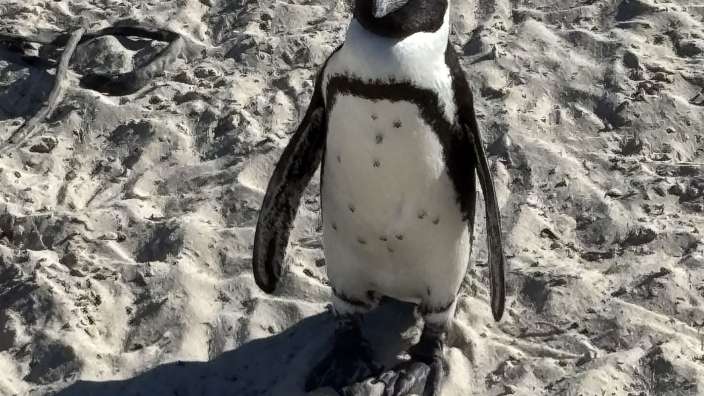 Boulders Beach