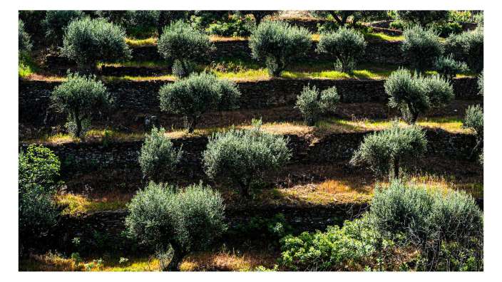 Neben Wein am Douro auch Olivenbäume ….
