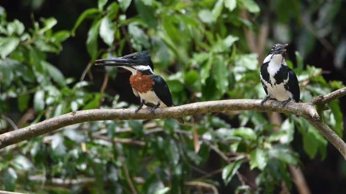 Kingfisher Pärchen, Penas Blancas