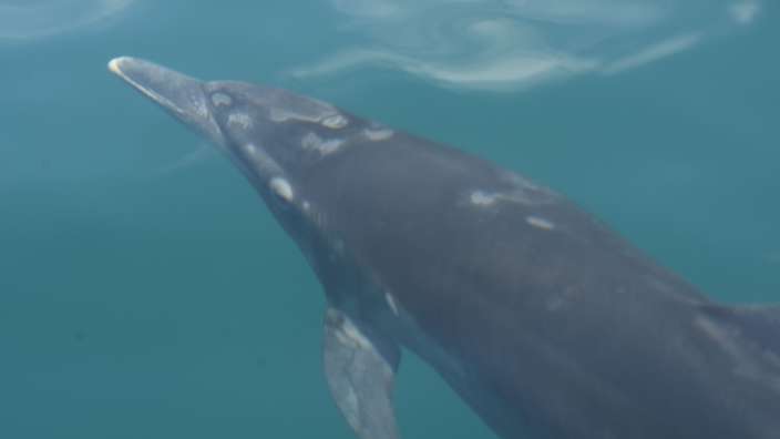 Delphin 