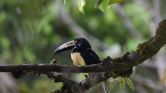 Collared Arakari