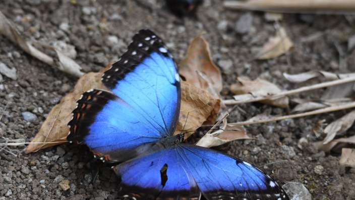 Blue Morpho