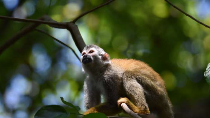 Spider Monkey