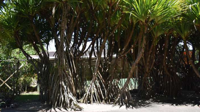 Walking Palms