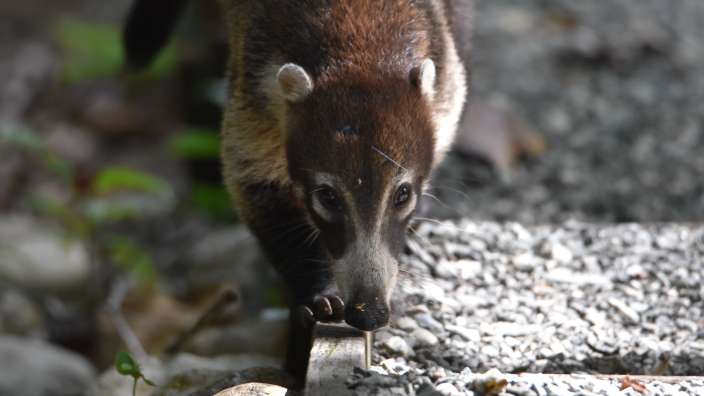 Coati