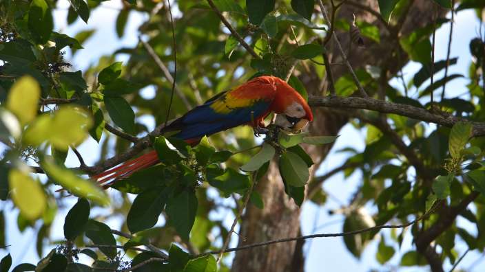 Scarlet Macaw, der Rote Ara
